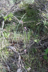 Boechera sparsiflora