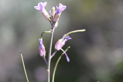 Boechera sparsiflora