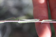 Boechera sparsiflora