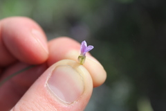 Boechera sparsiflora