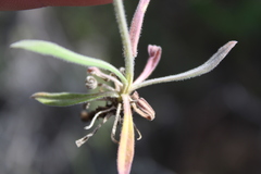 Boechera sparsiflora
