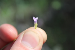 Boechera sparsiflora