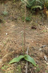 Platanthera elongata