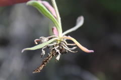 Boechera sparsiflora