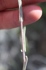 Boechera sparsiflora