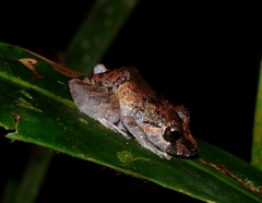 Pristimantis altamazonicus