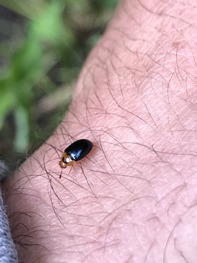 Mycotretus cyanopterus