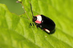 Asphaera chontalensis