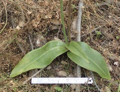 Platanthera elongata