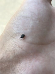 Rhyssomatus lineaticollis