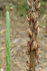 Platanthera elongata