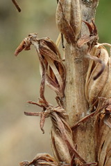 Platanthera elongata