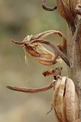 Platanthera elongata