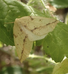 Neoterpes edwardsata