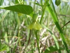 Physalis virginiana