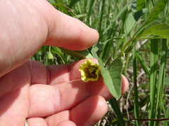 Physalis virginiana