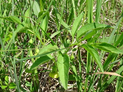 Physalis virginiana