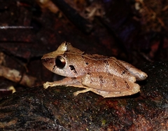 Pristimantis ockendeni