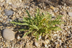 Cakile maritima euxina