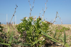 Tournefortia sibirica