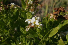 Tournefortia sibirica