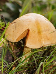 Cortinarius memoria-annae