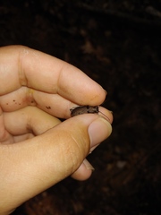 Apterodela unipunctata