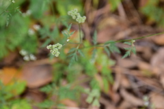 Torilis nodosa