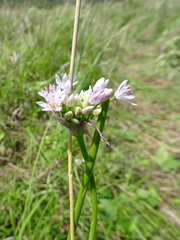 Allium canadense lavandulare