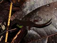 Pseudogonatodes guianensis