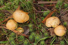 Cortinarius memoria-annae