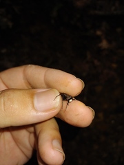 Apterodela unipunctata