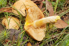 Cortinarius memoria-annae