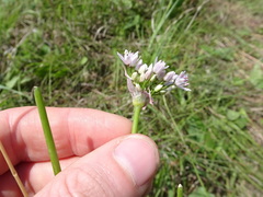 Allium canadense lavandulare