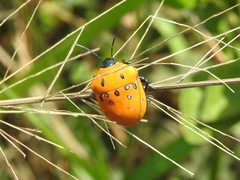 Poecilocoris druraei