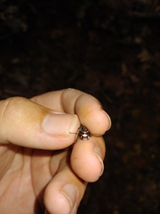 Apterodela unipunctata