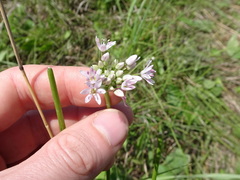 Allium canadense lavandulare
