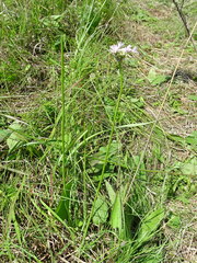 Allium canadense lavandulare