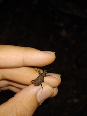 Apterodela unipunctata