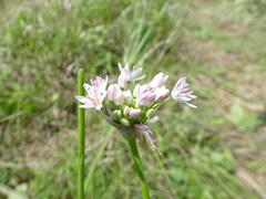 Allium canadense lavandulare