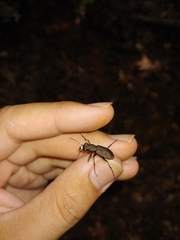 Apterodela unipunctata