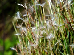 Schizachyrium spicatum
