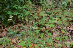 Torilis nodosa