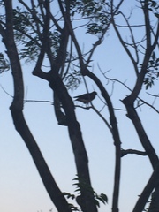 Buteo jamaicensis