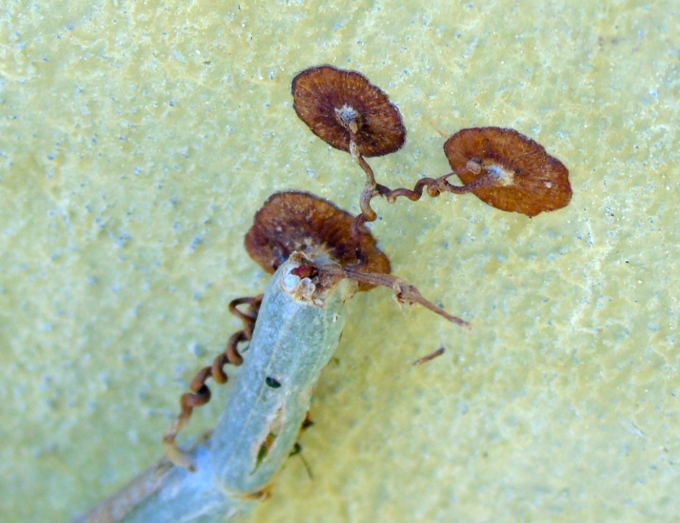 Imagem de Trepadeira-vinga