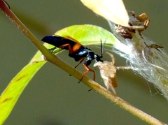 Episyron conterminus cressoni