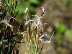 Schizachyrium spicatum