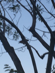 Buteo jamaicensis