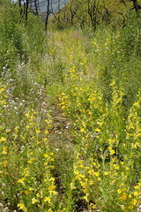 Diplacus clevelandii