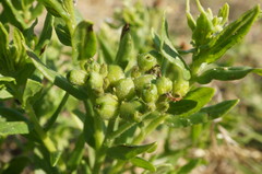 Tournefortia sibirica